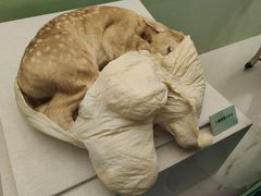 -北京麋鹿生态实验中心