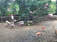 -新加坡飞禽公园