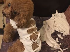 -爱侣宠医·鹦鹉专科·小型哺乳类·异宠专科(灵石路店)