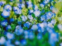 -上海辰山植物园