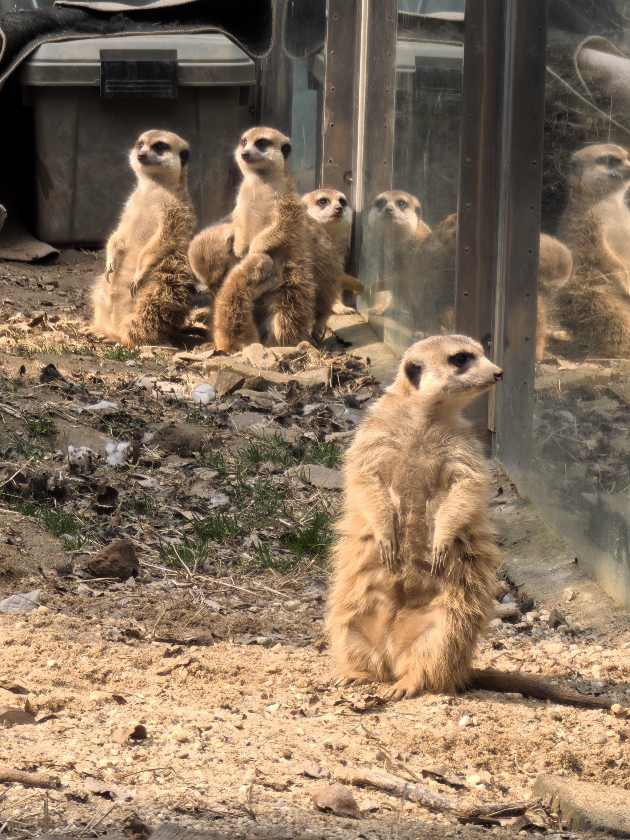 细尾獴是一个獴类小动物.尾巴细长细长的非