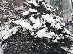 -北海道厅旧本厅舍(旧本庁舎)