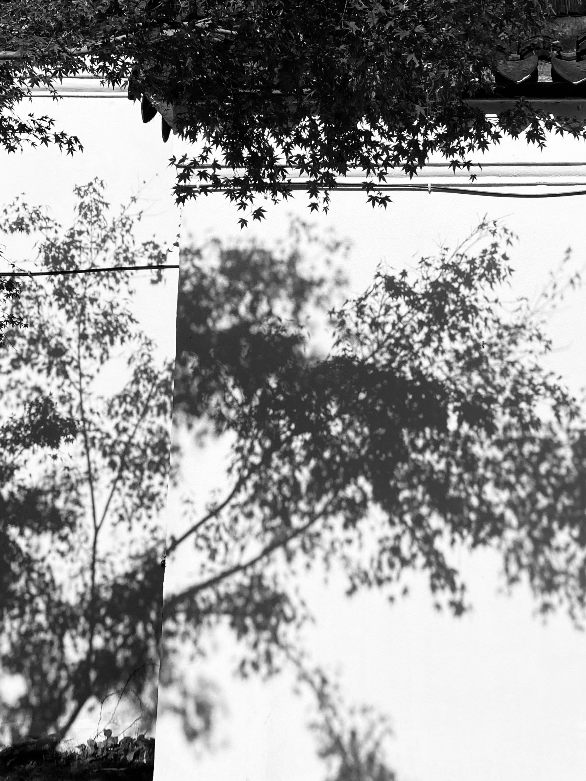 杭州|如果秋天是黑白色的