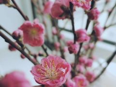 -盒马鲜生(金桥国际广场店)