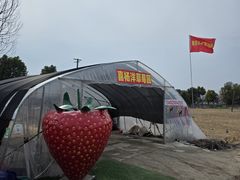 -喜杨洋草莓采摘园