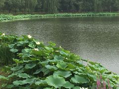 -东郊湿地公园