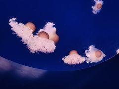 -深圳野生动物园