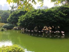 -九龙公园