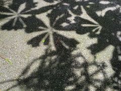 -武陵山森林公园