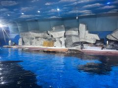 -海合安武汉极地海洋公园