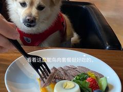 -百好乐宠物友好餐厅(朝外大街店)