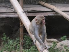 -西双版纳原始森林公园