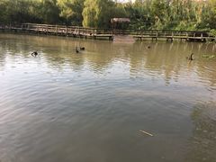 -溱湖国家湿地公园