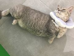 -Meowの猫咖(万家丽店)