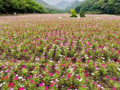 -广州市石门国家森林公园