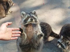 -沈阳森林动物园