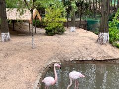 -西霞口神雕山野生动物世界