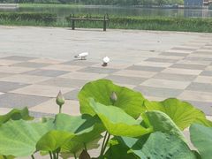 -莲花池公园