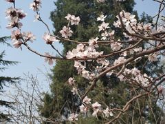 -桃花堤公园