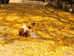 -洛阳白云山景区