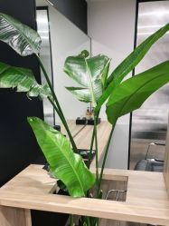 点击看大图 -Garden花園造型