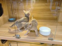 -猫十亿·布偶金渐层·曼基康矮脚猫舍(青年路店)