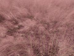 -羊亭河湿地公园