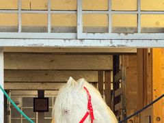 -神户市立六甲山牧场