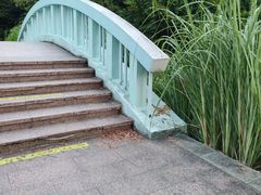 -新虹桥中心花园
