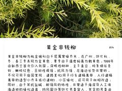 -深圳仙湖植物园