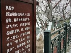 -桃花堤公园