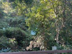 -野象谷景区