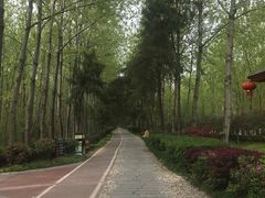 -合肥滨湖国家森林公园