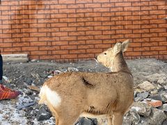 -巧婆婆特色东北菜·铁锅炖