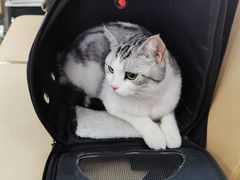 -喜多萌中农锦绣动物医院24H·猫科·牙科MRI·CT