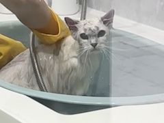 -四月宠物医院·猫专科·心脏专科·内科(转塘店)