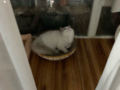 -猫大福·Fortune Cat猫舍(百子湾店)