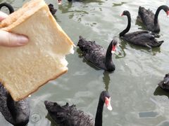 -广州长隆飞鸟乐园