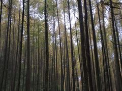 -山王坪喀斯特国家生态公园