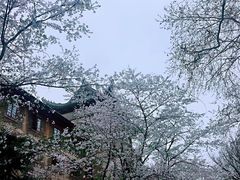 -武汉大学-樱园