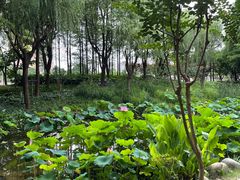 -陈家山荷花公园