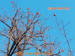 -雍和宫