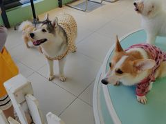 -怪兽屋·羊驼·猫咖·狗咖(俊华广场店)