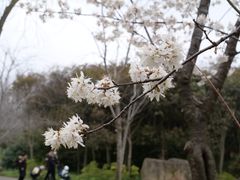 -顾村公园
