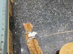 -瑞鹏宠物医院华南总院·夜诊·心脏科·骨科