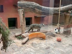-青藏高原野生动物园