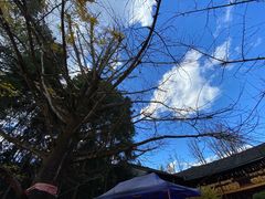 -腾冲国萍农家乐