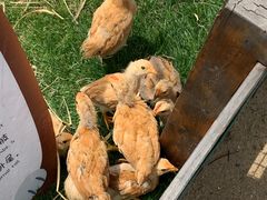 -前小桔亲子创意农场·草莓采摘·露营烧烤