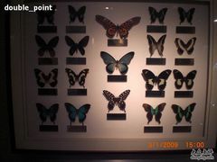 -上海昆虫博物馆