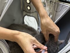 -瑞派宠物医院·24小时骨科·心脏·核磁(哈尔滨南岗店)